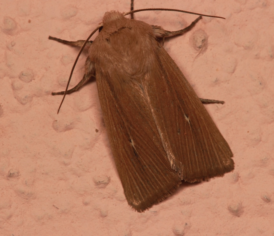 Mythimna (Sablia) sicula (Treitschke, 1835) -